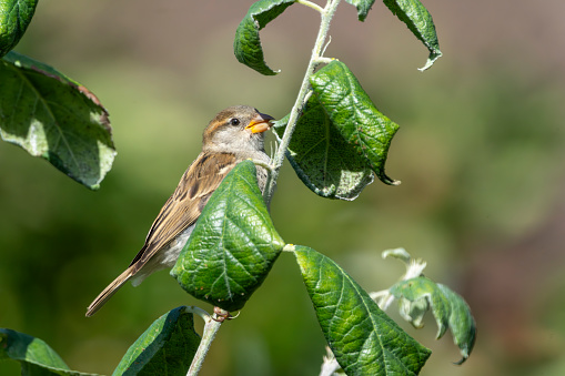 Female tree sparrow in an apple tree looking for aphids.