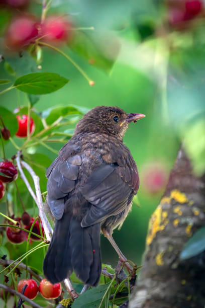 istock Immature male blackbird in a cherry tree 2015042106