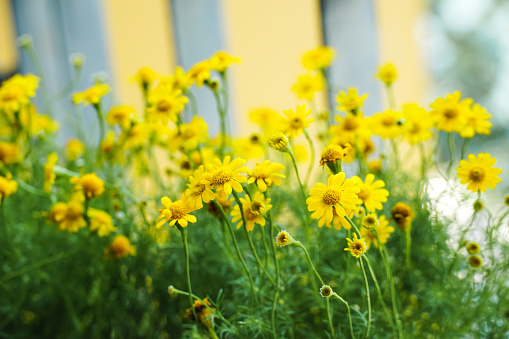 Group of yellow daisy flower in park and blurred background.