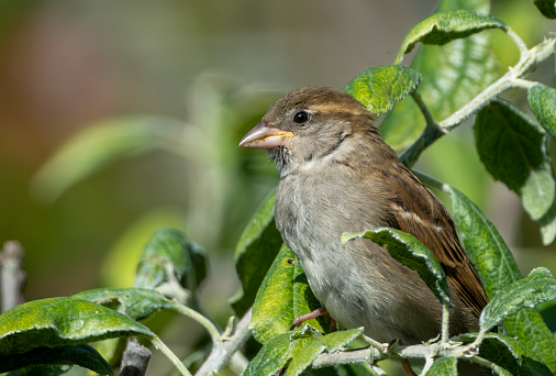 Female tree sparrow in an apple tree looking for aphids.