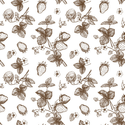Sketch of strawberry pattern. Berries, flowers, branches and leaves on a white background. Vector, linear illustration in the style of an old engraving. Images for packaging, backgrounds, wallpapers.