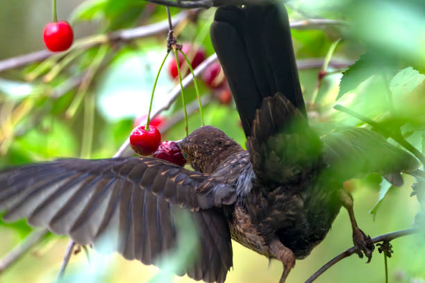 istock Immature male blackbird in a cherry tree 2015045915