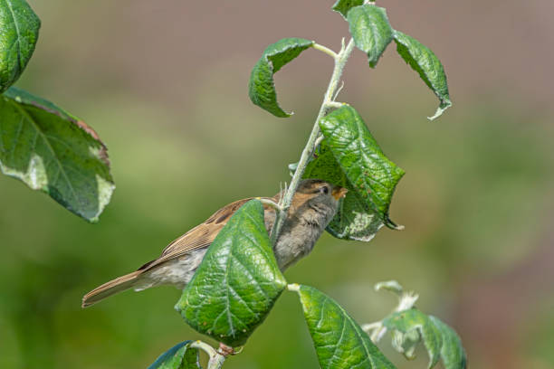 Female tree sparrow in an apple tree looking for aphids.