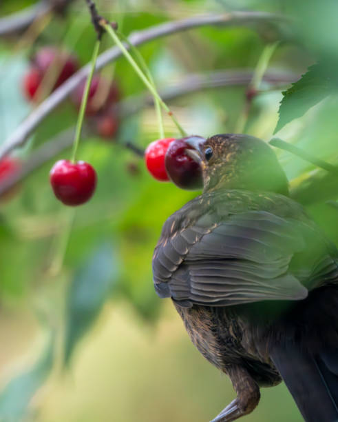 istock Immature male blackbird in a cherry tree 2015046964