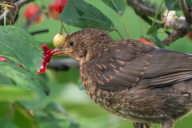 istock Immature male blackbird in a cherry tree 2015048019