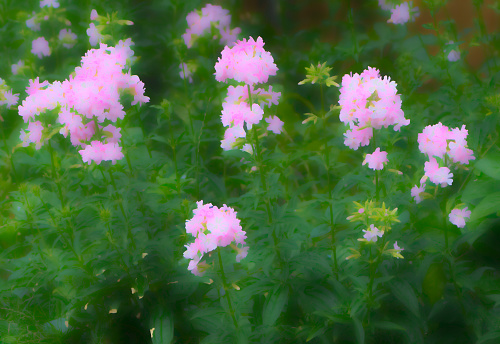 Pink phlox flowers in an English country garden.  Painterly effect gives an abstract surreal background.