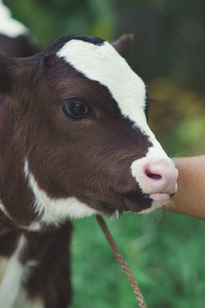 istock beautiful baby cow 2015057364