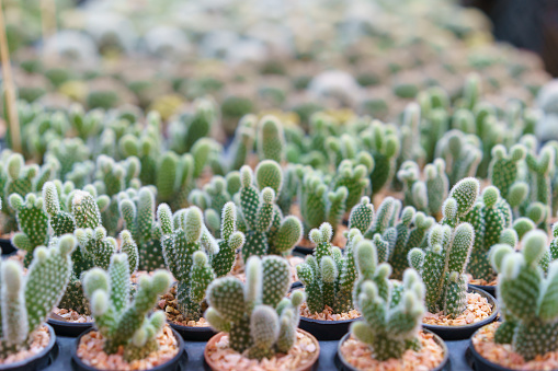 An extensive collection of miniature cacti in various shapes and sizes, neatly potted and lined up for display in a garden center