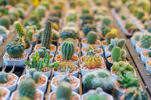 An extensive collection of miniature cacti in various shapes and sizes, neatly potted and lined up for display in a garden center.