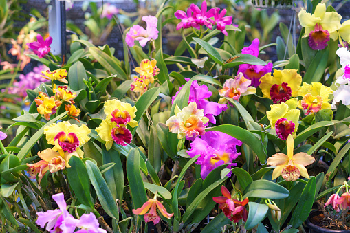A stunning collection of Cattleya orchids in a variety of vibrant colors, in full bloom within a lush greenhouse setting