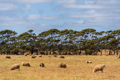 Sheeps grazing on the field. Mount Schank, South Australia.