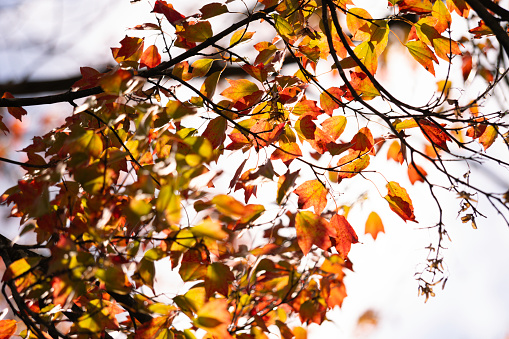 Autumn colorful bright leaves swinging in a tree in autumnal park. Autumn colorful background