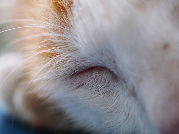 macro shot of cat