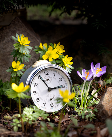 Alarm clock in spring flowers symbolizes the time change from winter time to summer time