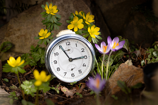 Spring change, Daylight Saving Time concept. White alarm clock and flowers on the wooden table