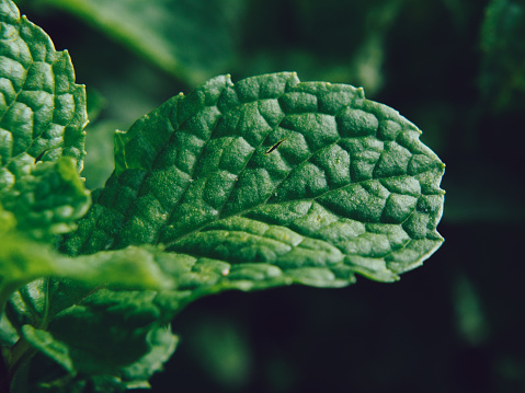 fresh mint leaf close up