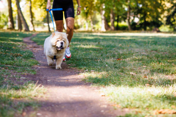 istock Chow Chow walks on leash in public park 2015087554