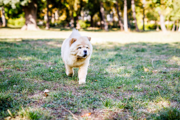 Chow Chow puppy walks on grass in public park
