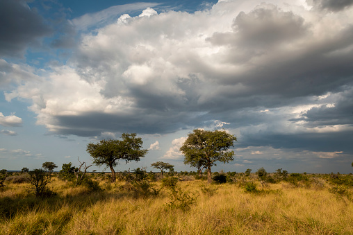 African savannah, Game reserve like Kruger Park and the Serengeti, African bushveld and wilderness in South Africa, Kenya or Tanzania.