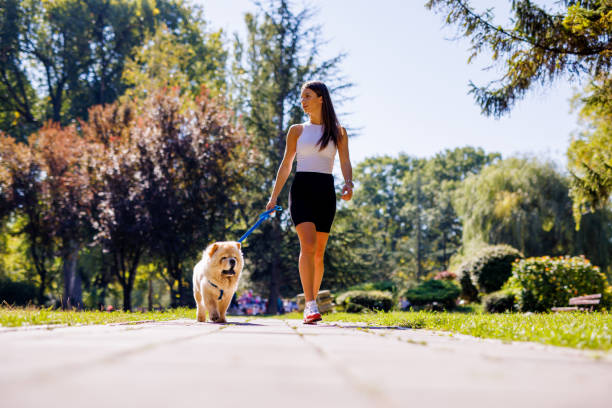istock Handsome woman walks with Chow Chow 2015089740