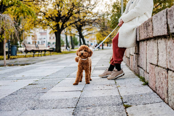 istock Barbet standing next to his owner in public park 2015090272