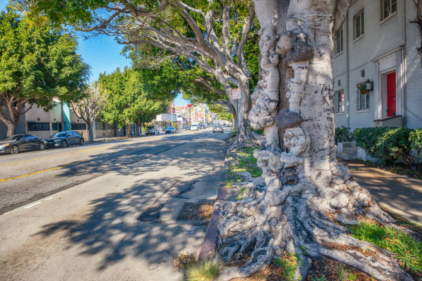 istock Ficus Tree in Fairfax Avenue, Los Angeles 2015099810