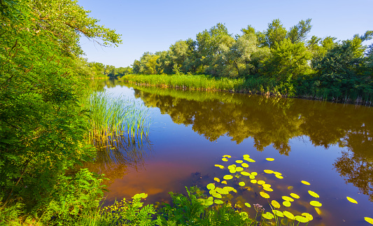 summer calm river with green forest on coast