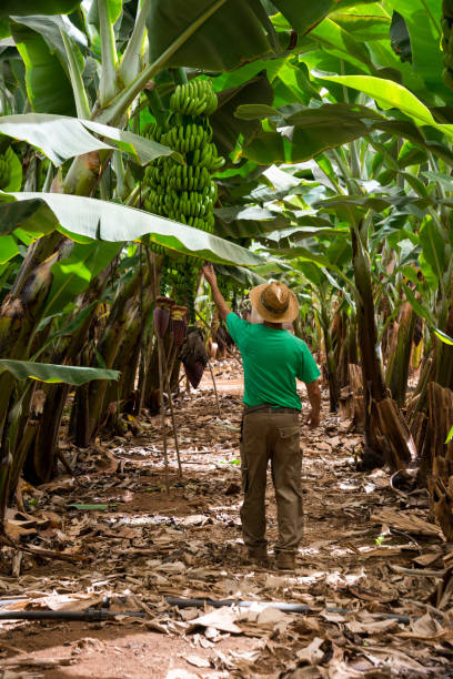 Tenerife, Canary islands - October 09, 2018: Peasant in a banana plantation in the Canary Islands