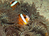 Anemonefish are very curious: Two clownfish in a brown anemone like strings of pearls, underwater photography taken in the coral reef on Sipaway, Negros in the Philippines. Finding Nemo!