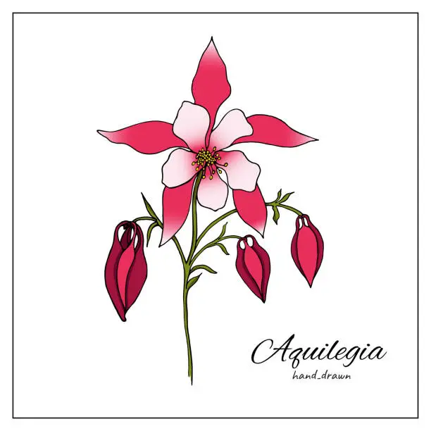 Vector illustration of hand drawn Aquilegia flower