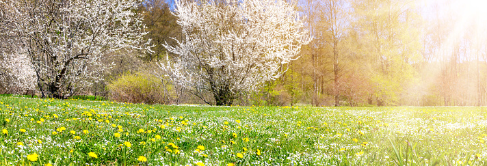 Panoramic view of the colourful meadow with blossoming cherry trees. Spring in the natural park.