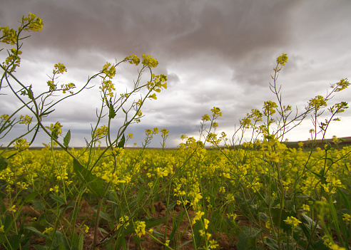 Landscape with yellow blooming raps field, agriculture in spring, countryside in Germany, cultivated farmland