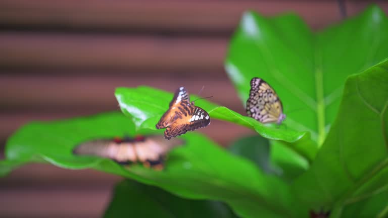 Closeup macro view of tropical butterfly of jungle - Heliconius melpomene rosina, Papilio lowi, Papilio demoleus, Monarch butterfly (danaus plexippus) on the green leaves.