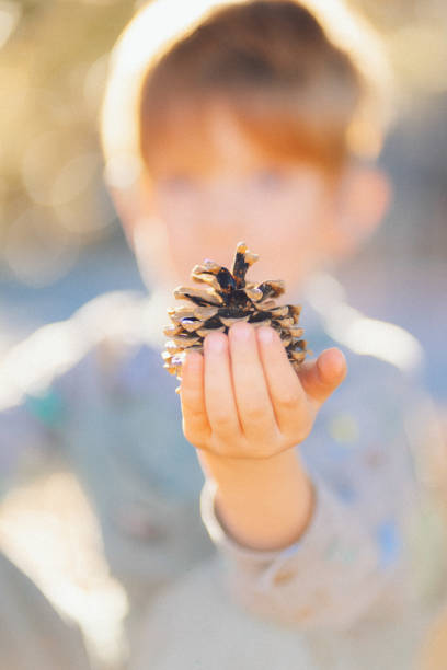 istock pine lump in boys hand close up 2015128384