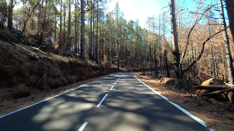 Driving along the road along the forest. POV shot from a camera driving through beautiful empty road. Concept of transport and driving point of view. Mountain travel journey. Trees and sky in nature