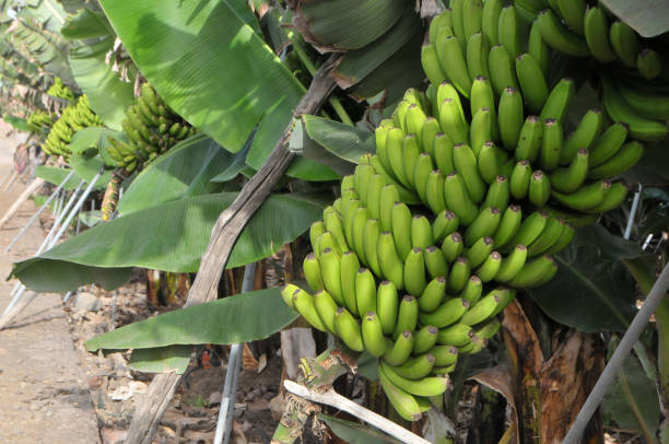 A bunch of green bananas with brown spots on them. The bananas are bunched together and are all green in color