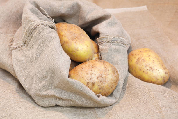A top view of inside of a bag or russet organic potatoes