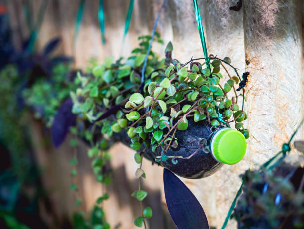 istock Creative ideas for making plant holders from recycled plastic bottles. These can be used to decorate your garden or home while reducing packaging waste. 2015168332
