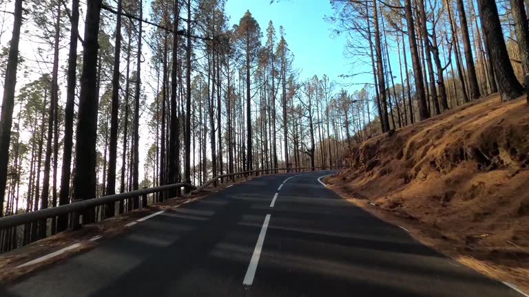 Driving along the road along the forest. POV shot from a camera driving through beautiful empty road. Concept of transport and driving point of view. Mountain travel journey. Trees and sky in nature