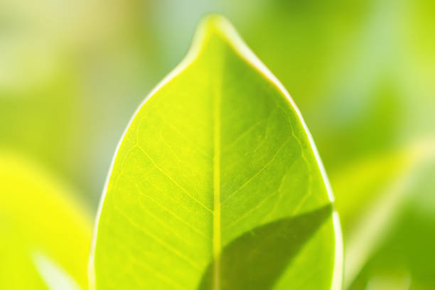 Natural plant green leaf in garden with bokeh background