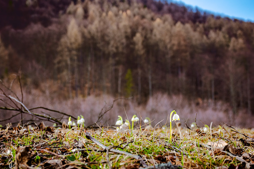 spring snowflake flowers on the glade in forest. beautiful nature scenery with blurred background in evening light