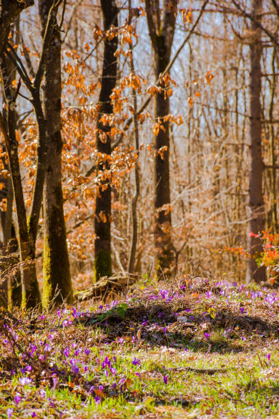 forest scenery with purple crocus flowers in full bloom. beautiful nature scenery of carpathian woodland in spring