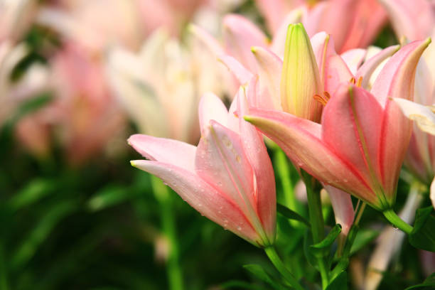 blooming colorful Oriental Lily or Fragrant Lily flower with raindrops,close-up of pink with white lily flowers growing in garden