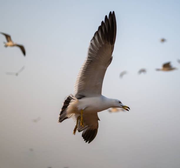 istock Low angle view of black-tailed gull flying against sky 2015213716