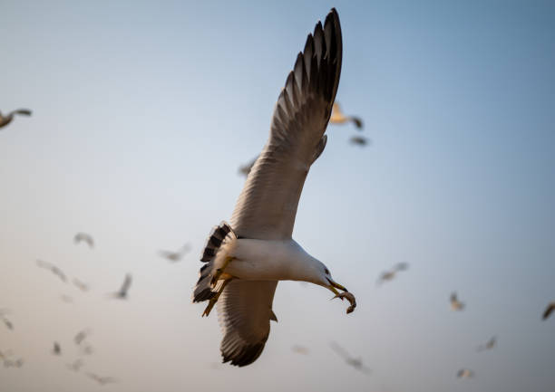 istock Low angle view of black-tailed gull flying against sky 2015213719