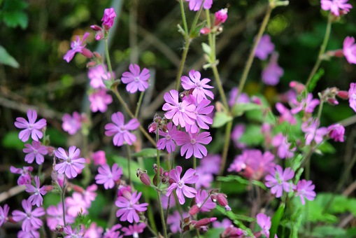Red campion wildflowers in bloom