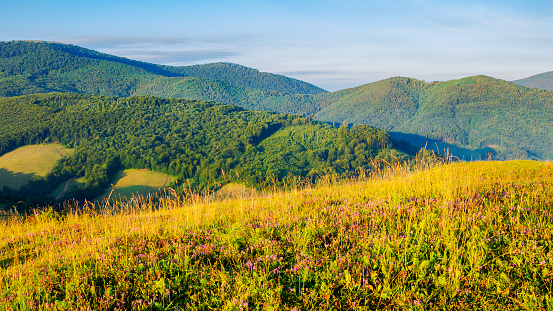 grassy meadow in carpathian mountain in summer. beautiful countryside landscape with forested hills in morning light