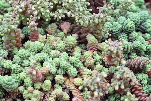 istock Sedum dasyphyllum 'Himalayan Skies'  succulent 2015229397