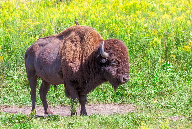 istock Buffalo and a Bird, A Symbiotic Relationship 2015230434