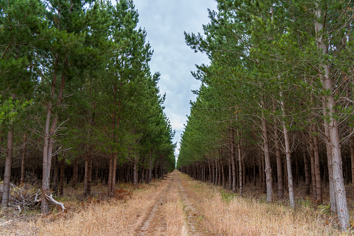 Pine forest in South Australia.